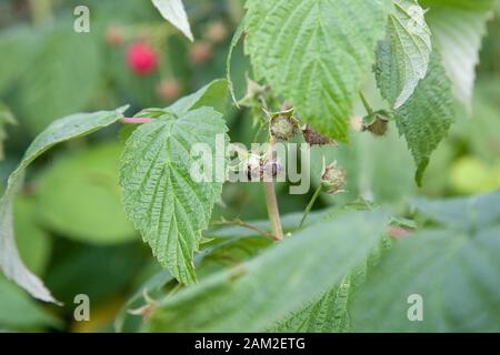 Lots of red ripe raspberries and small working bee on raspberry flower  on a bush. Close up of fresh organic berries with green leaves on raspberry ca Stock Photo