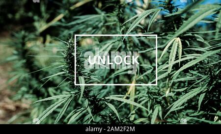 Unlock Marijuana Plant or Cannabis close upshot Stock Photo