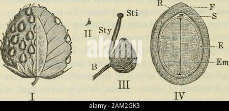 American journal of pharmacy . berries of North America in three ^The Evolution of our Native Fruits. London, 1898, pp. 428-432. 430 Anatomy of Edible Berries. /Am. Jour. Pharm.I September, 1904. groups: (I) the Virginian group, including F. Virginia?ia, thecommon field and meadow strawberry of the Eastern States, with itsvarieties; (2) the vesca group, including the Old World strawberryand the American form, called by Porter F. Americana; (3) theChilian group, to which belongs the Chilian species with all itscultivated varieties, and the North American species, native of thePacific Coast, wit Stock Photo