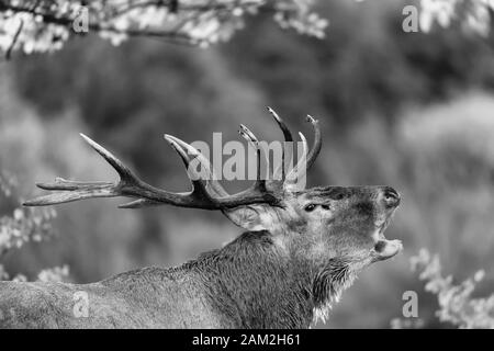 The call, black and white portrait of Red deer (Cervus elaphus) Stock Photo