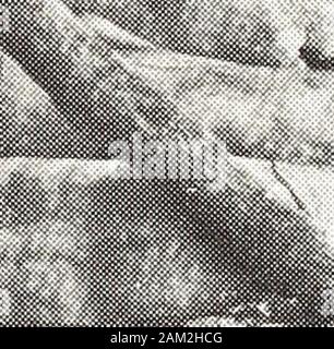 Report of the Board of Directors and Superintendent of the State Hospital, Raleigh, N.C . ifi &lt;*,. ?4* « ^