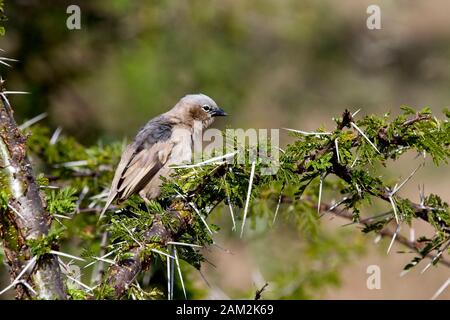 Grey-capped Social Weaver bird (Pseudonigrita arnaudi), perched in an Acacia tree, Ilkeliani Camp, Kenya. Stock Photo