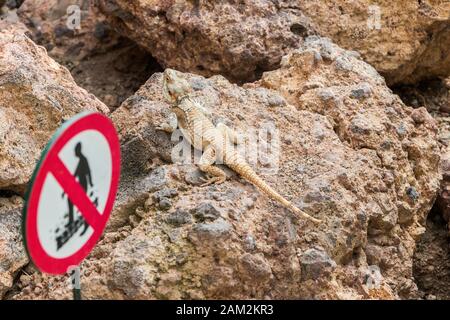 Austria, Vienna - September 3, 2019: Don't step on the Armadillo Girdled lizard Stock Photo