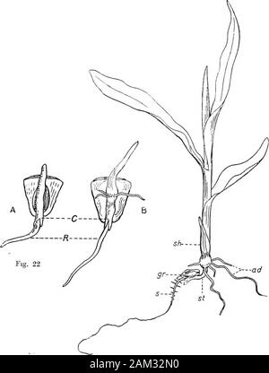 British grasses and their employment in agriculture . 20 and 21 give longitudinal and transverse sectionalviews of cereal grains, and show the position and parts of theembryo, and also the different parts or layers of the rest of thegrain. CHAPTER II GENERAL BIOLOGY OF GRASSES In this chapter it is only intended to deal briefly and in ageneral way with the development and functions of the differentorgans. For fuller details of the physiology of grasses referencemust be made to special works on that subject (see also Biblio-graphy, Nos. 10, 34). Germination. The seeds of grasses—like those of o Stock Photo