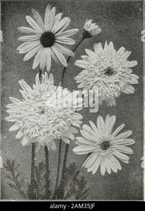 Saponaria officinali flowers Stock Photo - Alamy