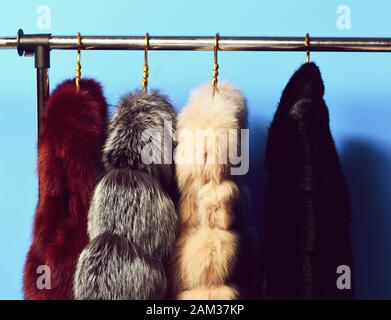 fashionable luxurious waist coats of fur hanging on rack on golden hangers on blue studio background Stock Photo
