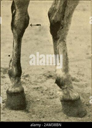 Veterinary notes for horse owners : a manual of horse medicine and surgery . Fig. 131.—Clean hock Fig. 132.—Bog spavin. Stock Photo