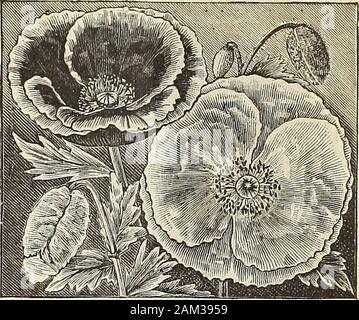 WmElliott & Sons seedsmen : 1898 . POPPY SNOWDRIFT. Single Flowering Annual Poppies. Shirley. A strain of marvelous beauty with single andsemi-double flowers ranging in color from pure whitethrough the most delicate shades of pink, rose and carmineto the deepest crimson, while many are delicately edgedand striped; there is such a wide variety among thisclass that scarcely two will be found alike. If bloomsare cut when young they will stand several dayswithout drooping 10. SHIRLEY POPPY. ? Danebrog. Brillant scarlet, each of the four petals beingstamped with an ivory white spot 5 Umbrosum. Eich Stock Photo