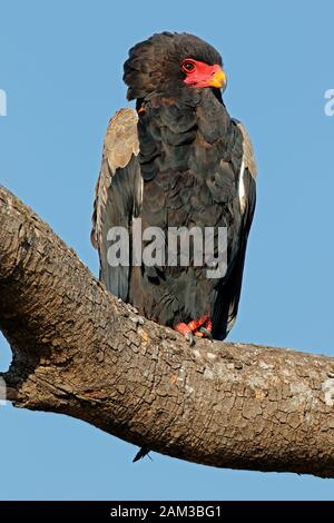 Bateleur eagle (Terathopius ecaudatus) perched on a branch, Kruger National Park, South Africa Stock Photo