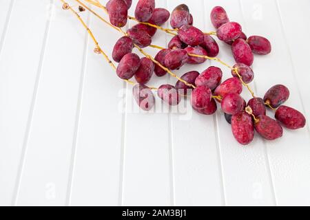 A bunch fresh raw organic dates on a branch on a white background. Stock Photo