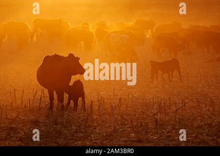 Free-range cattle, including cows and calves, feeding on dusty field at sunset, South Africa Stock Photo