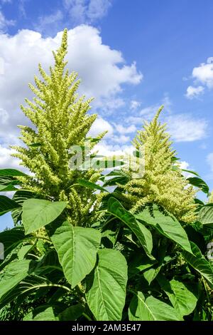 Pseudo-cereal domesticated plant Kaniwa Chenopodium pallidicaule Stock Photo