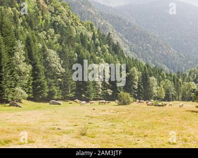 Herd of cows grazing in the Pla De Boavi; in the province of Lleida, in the Catalan Pyrenees. Catalonia, Spain, Europe. Stock Photo