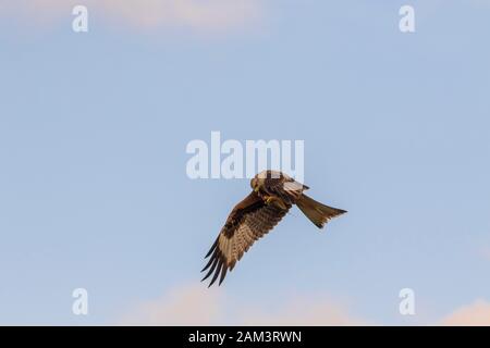 Red Kite feeding on the wing Stock Photo