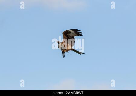 Red Kite feeding on the wing Stock Photo