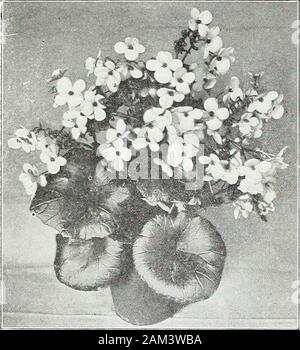 Farquhar's garden annual : 1922 . ged crimson ... ... 2.25 $15.00 *Ivy, English. This well-known popular evergreenvine, trained in globe or pyramidal form, is invalu-able for piazza or garden decoration, also desirablefor window boxes. Plants in4-in. pots. 75 cts. each ... 7.50 5-in. pots $1.00 each 10.00 *Senecio scandens. {Summer Ivy.) Valuable for vases or window boxes 3.00 18.00 ???Swainsonia galegifolia alba. Elegant white pea-shaped fiowers 3 .00 —rosea. Rosy pink ... 3.00 *Tradescantia zebrina 35 cts. each ... 1.50 10.00 1.50 10.00 1.50 10.00 1.25 10.00 Petunia Rosy Morn, *Vinca major v Stock Photo