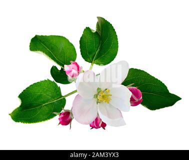 Apple flowers and buds isolated on white Stock Photo