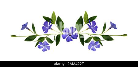 Periwinkle flowers composition isolated on white Stock Photo