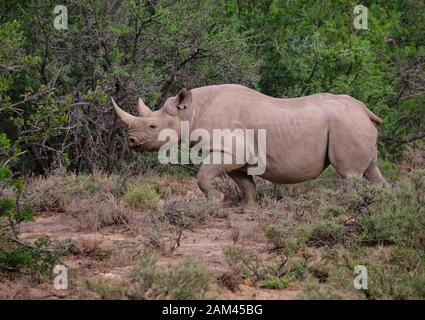 Lateral profile of a black rhinoceros (Diceros bicornis) in walking motion in dry arid landscape, with acacia bush background Stock Photo