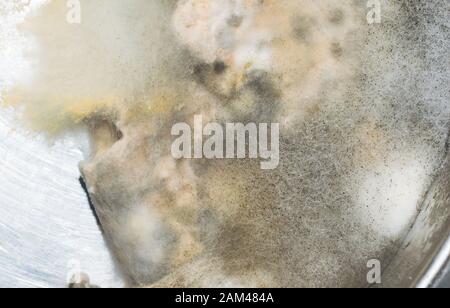 Gravy Growing Many Types of Mould and Fungus Inside Blue Coffee Mug Stock  Image - Image of contaminated, biological: 211374529