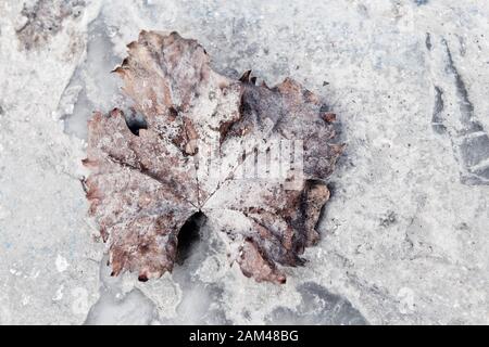 One old, dry, weathered leaf on the ground in the medina of Chefchaouen, Morocco. Stock Photo