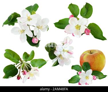 Set of apple flowers isolated on white Stock Photo