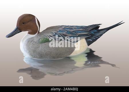 Pintail duck realistic illustration Stock Photo