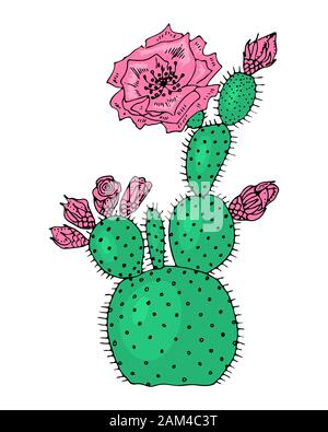 Home cactus plants or flower. Cozy cute element. Exotic or tropical succulent with prickles. Engraved hand drawn in old sketch and vintage doodle Stock Vector