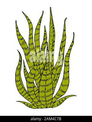 Home cactus plants or flower. Cozy cute element. Exotic or tropical succulent with prickles. Engraved hand drawn in old sketch and vintage doodle Stock Vector
