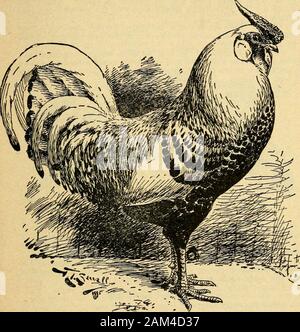 The poultry manual; a guide to successful poultry keeping in all its branches, fancy and practical . ors. It has been considered by good authoritiesthat this breeding from hen-tailed males had no good effects onthe race for egg production, and it has been found in otherbreeds with a like characteristic, that with the continued use ofthese short feathered male birds (which are often nearly orquite sterile) their stock is almost non-productive. But the Hamburg, in spite of all the close inbreeding ithas in many cases undergone, can do well toward maintainingits record as a layer. The early home Stock Photo