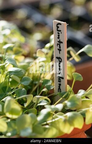 Winter purslane growing in a terra cotta container in a greenhouse.
