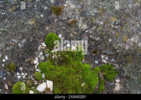 Moss green grunge texture. Moss background. Green moss on grunge texture, background. Green moss detail. Stock Photo