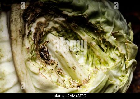 Harvest eaten rats in the cellar. Damage to the crop. Eaten cabbage. Stock Photo