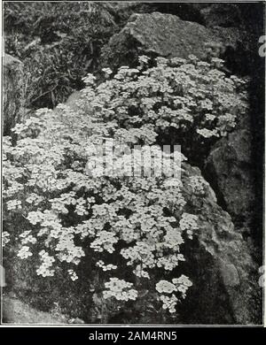 Farquhar's garden annual : 1922 . r. Valuable plant for the rock gar-den i oz., .60; .15 ARMERIA formosa. {Thrift or Sea Pink.) A pretty edg-ing plant with deep pinik flowers; May to September. 1 ft ioz., .60; .10 gigantea. Bright rosy-pink ... ... .15 ASCLEPIAS tuberosa. {Butterfly-weed.) One of the finestnative perennials with compact umbels of brilliant orange-red flowers. Invaluable for border or shrubbery groups;July and August. 2 ft. .. ... ... J oz., .75; .15 ASPERULA odorata. {Sweet Woodruff.) Pretty hardy plantthriving in partial shade; flowers white. 1 ft. The leavesand flowers when Stock Photo