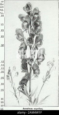 Farquhar's garden annual : 1922 . e yellow; July. 3 ft. napellus. Large dark blue flowers. August and September. 3 ft. i oz., .75; pyrenaicum. Flowers large, pure yellow. 3 ft Wilsoni. Light blue flowers in large trusses; very late. 4 ft. ADENOPHORA potanini. Elegant hardy perennial with numerous large, bell-shaped, drooping flowers of a beautiful light blue color; August. 1| ft. ADONIS vernalis. One of the best Spring flowering perennials; large yellowblossoms. 1 ft. ... ... ... ... ... ... -J oz., .75; .ffiTHIONEMA grandiflorum. Shrub-like perennial producing numerous densespikes of rose-col Stock Photo