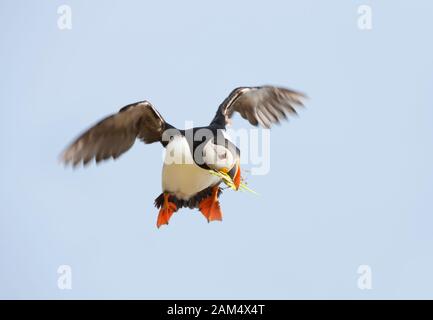 Close up of an Atlantic puffin in flight with nesting material in the beak, UK. Stock Photo