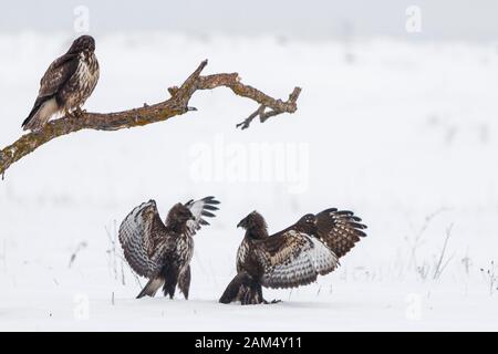 Buzzards Buteo buteo standing on and fighting in snow covered field over prey in cold winter Stock Photo