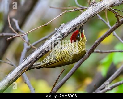 A Golden-green Woodpecker (Piculus chrysochloros) can twist its neck and head at incredible angle while foraging. Quixadá, Ceara, Brazil. Stock Photo