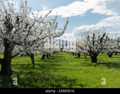 USA, Oregon, Columbia Gorge. Apple orchards in spring Stock Photo - Alamy