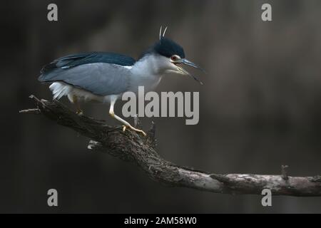Beautiful screaming Night Heron (Nycticorax nycticorax) on a branch. Dark isolated background. Night shot. Angry bird. Noord Brabant in the Netherland Stock Photo