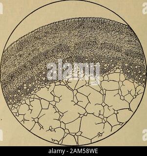 A companion to the United States pharmacopia; . Other Aconite Roots ...