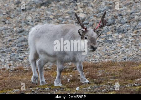 portrait of wild living reindeer in Svalbard Stock Photo