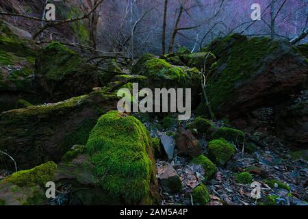 Fabulous forest. Green stones with moss growth on autumn forest background. Vibrant bright forest landscape. Dusk scenery in the forest