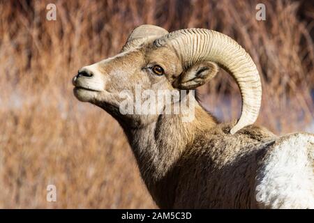 Bighorn sheep grazing on mountain grass and moss on the high cliffs of Waterton Canyon Colorado in the wintertime Stock Photo