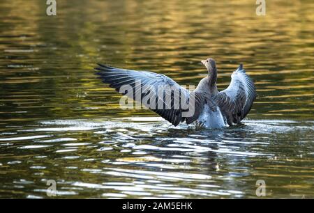 A greylag goose (Anser anser) cleaning its plumage. Stock Photo