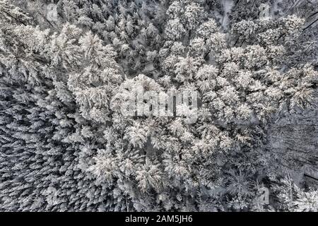 Top aerial view of dense wood trees covered by fresh snow. Natural winter background Stock Photo