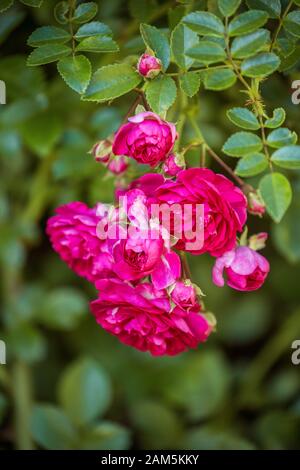 Close-up of branch climbing rose of old Excelsa variety. Small red flowers on background of green leaves Stock Photo