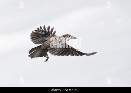 Eurasian nutcracker in flight on snow (Nucifraga caryocayactes) Stock Photo