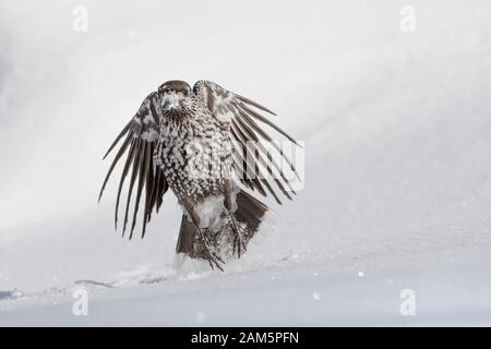 Eurasian nutcracker in flight on snow (Nucifraga caryocayactes) Stock Photo