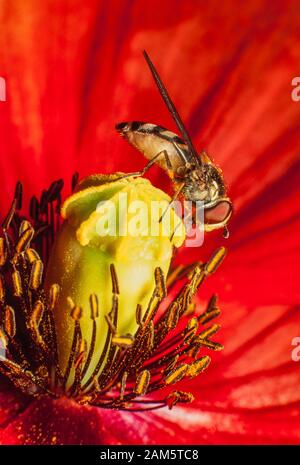 Hoverfly on red poppy flower Stock Photo